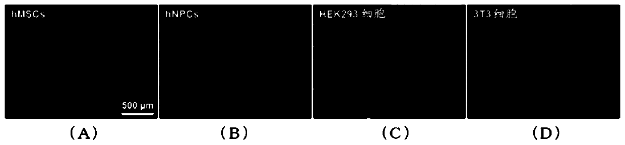 Substrate covered with polymers for selective separation of cells or for cell culturing