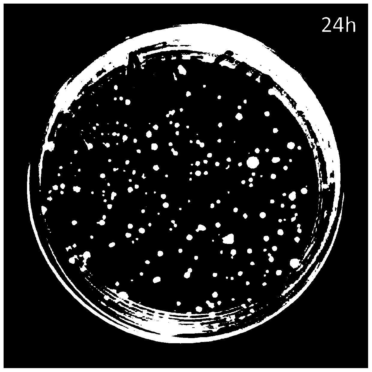 Method for maintaining culture of pichia pastoris transformants by combined using dual antibiotics