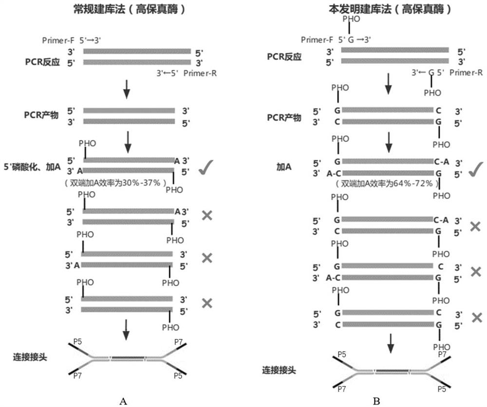 Construction method and application of sequencing library