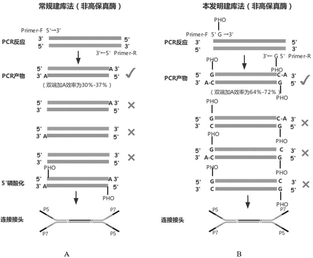 Construction method and application of sequencing library