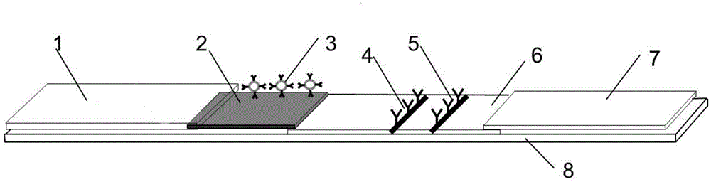 Immunity magnetic bead test strip for testing tumor marker CA72-4 and preparing method thereof