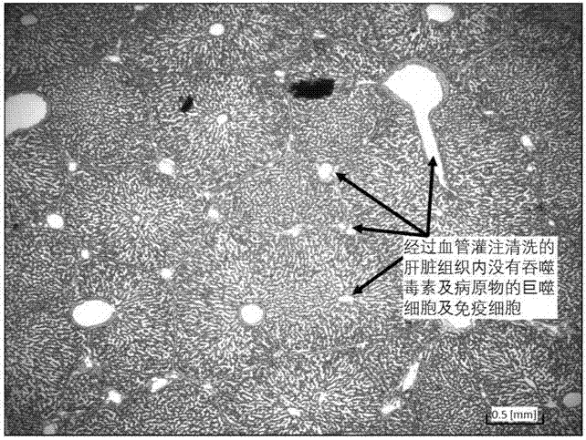 Toxin-removed animal liver food and processing method thereof