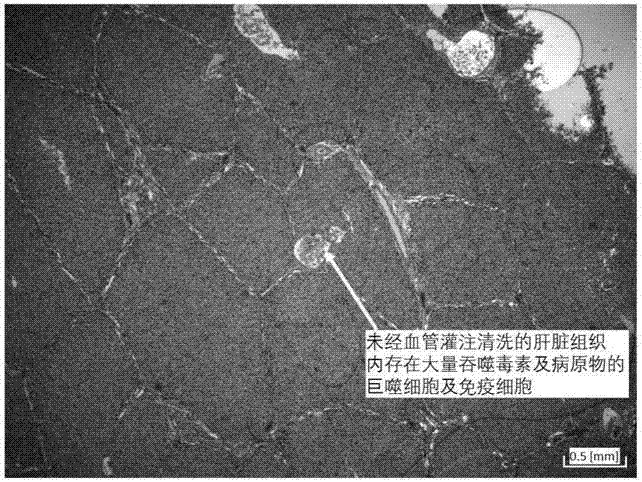 Toxin-removed animal liver food and processing method thereof