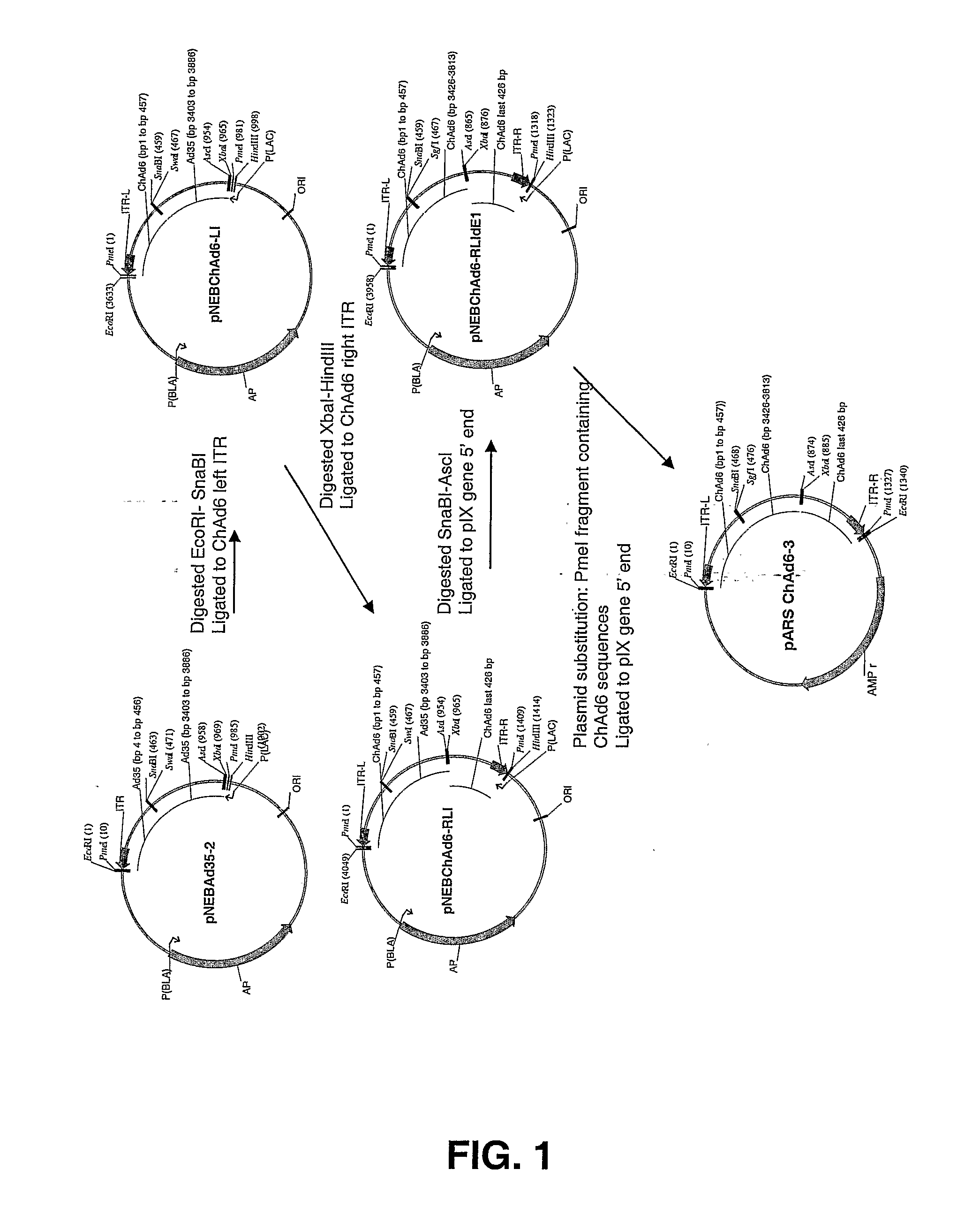 Chimpanzee Adenovirus Vaccine Carriers