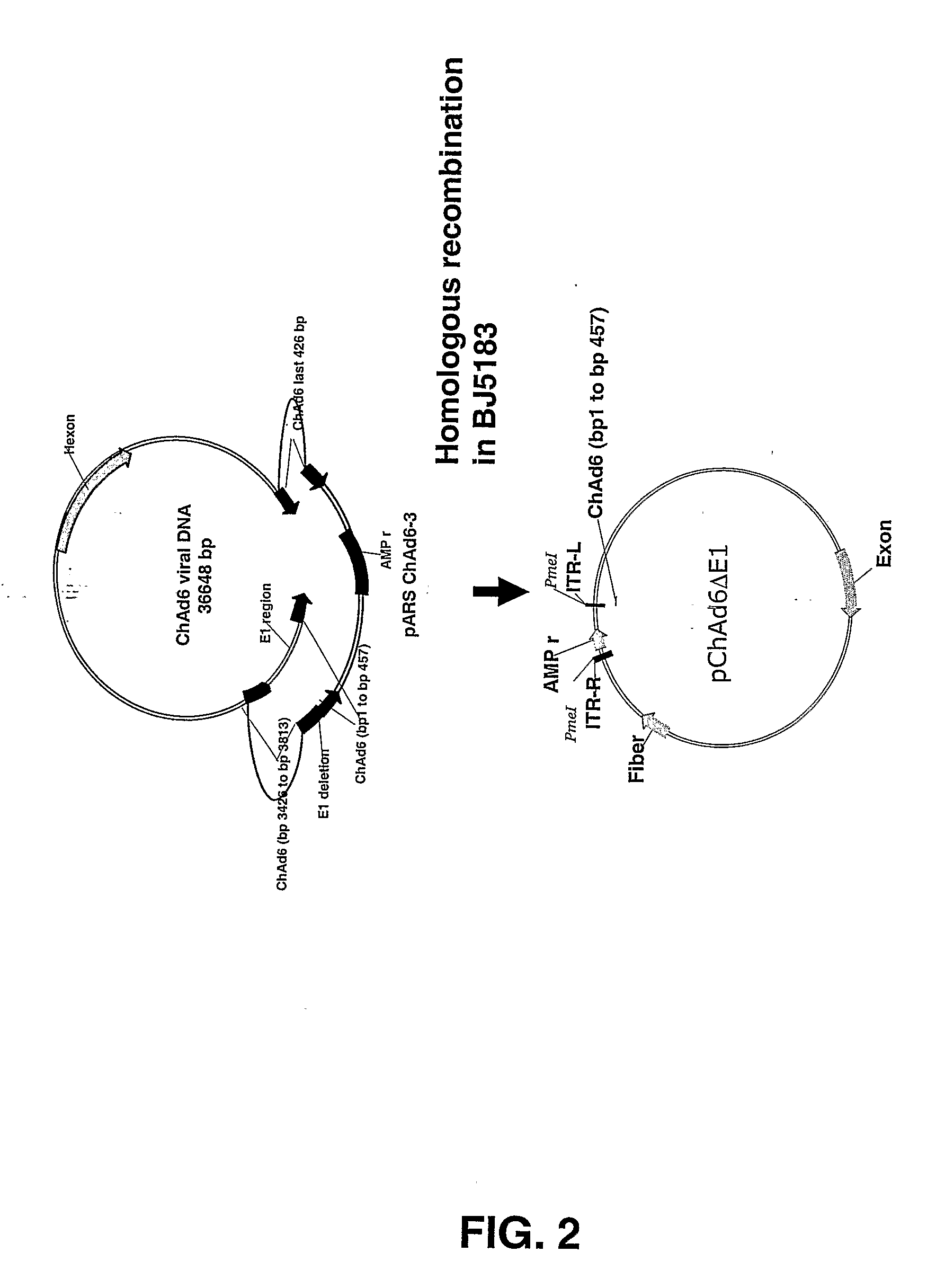 Chimpanzee Adenovirus Vaccine Carriers