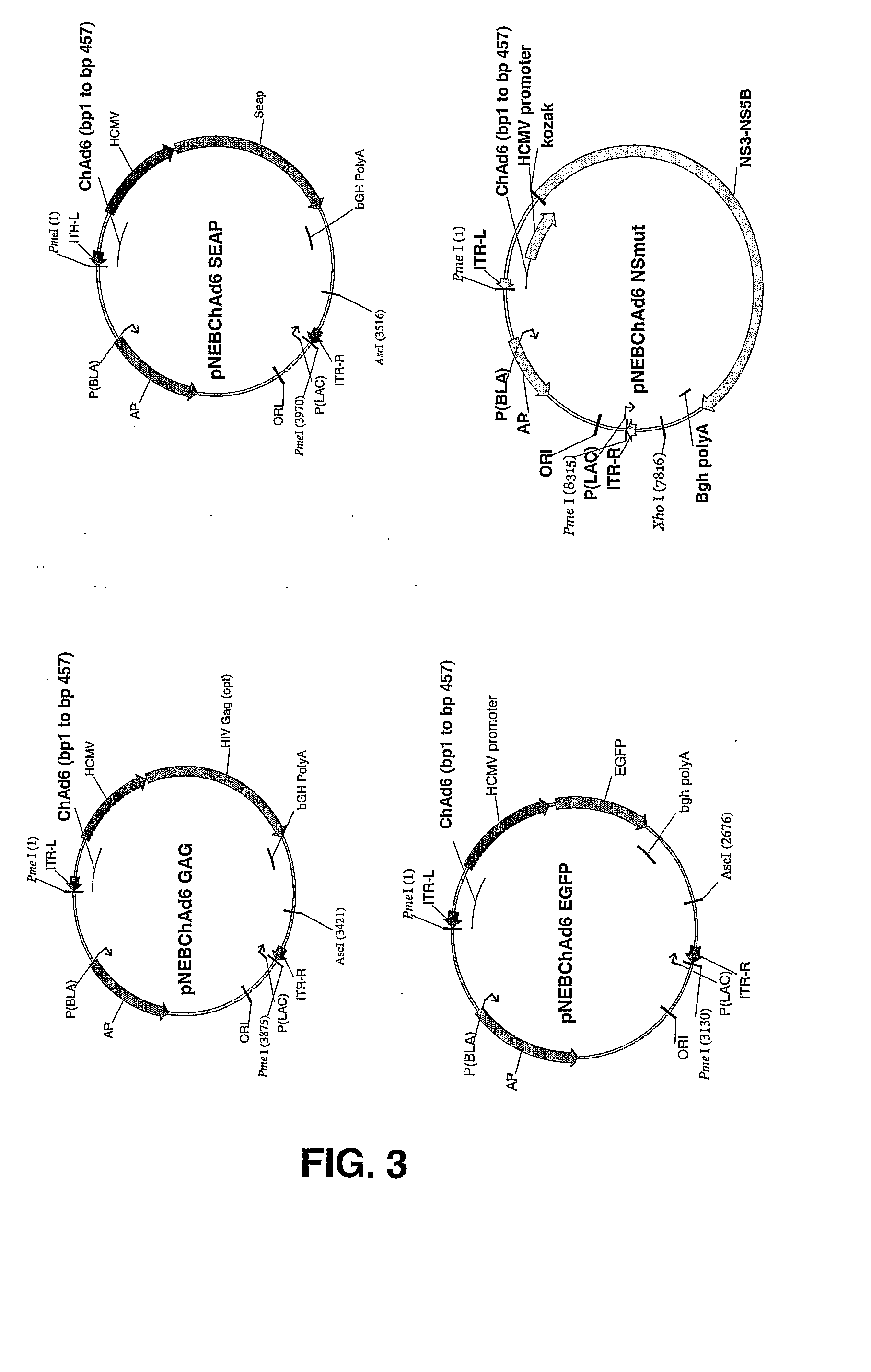 Chimpanzee Adenovirus Vaccine Carriers