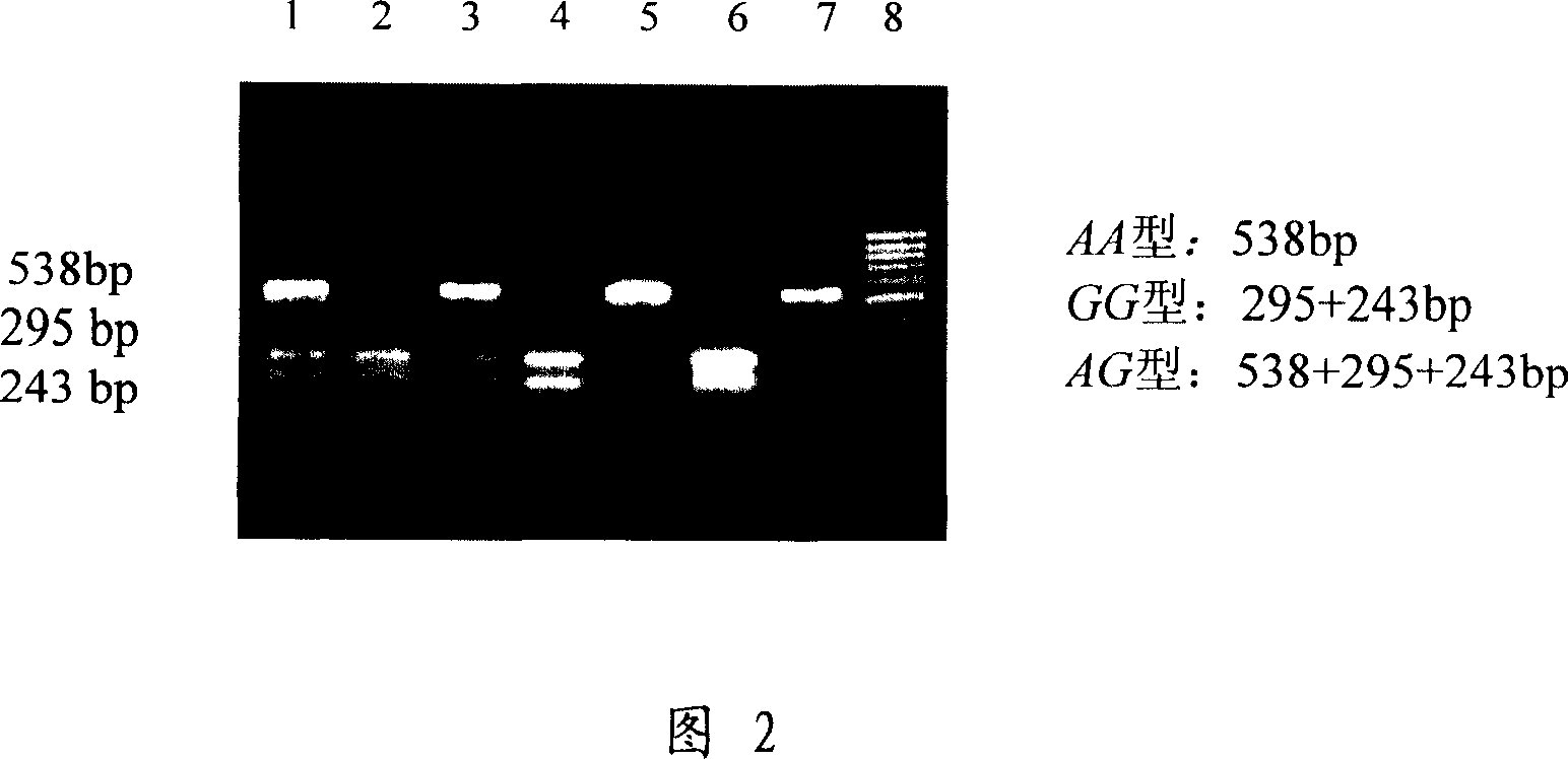 Discrimination of MUC4 mononucleotide polymorphic site with obvious effect on diarrhea resistance of weaned piglet and its application