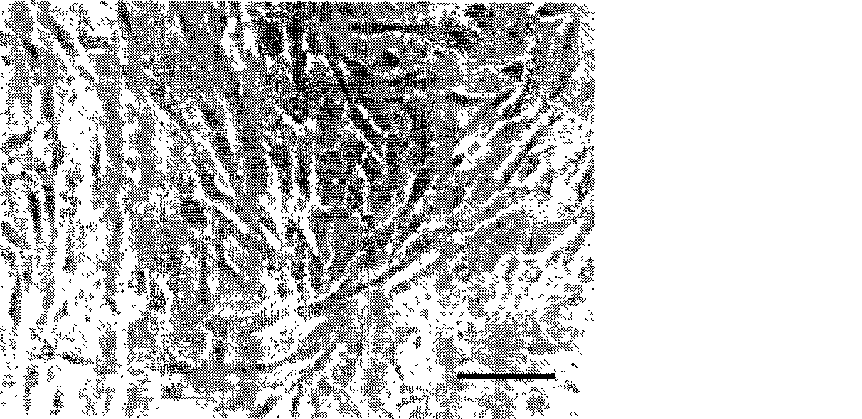 Liver bud stem cell, preparation method and application thereof