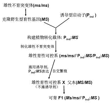 Building method and breeding method for rice male-fertile controllable line