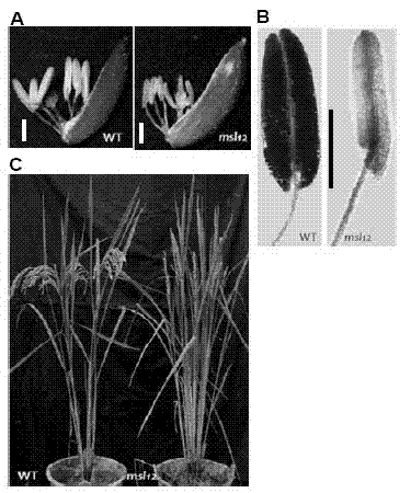 Building method and breeding method for rice male-fertile controllable line