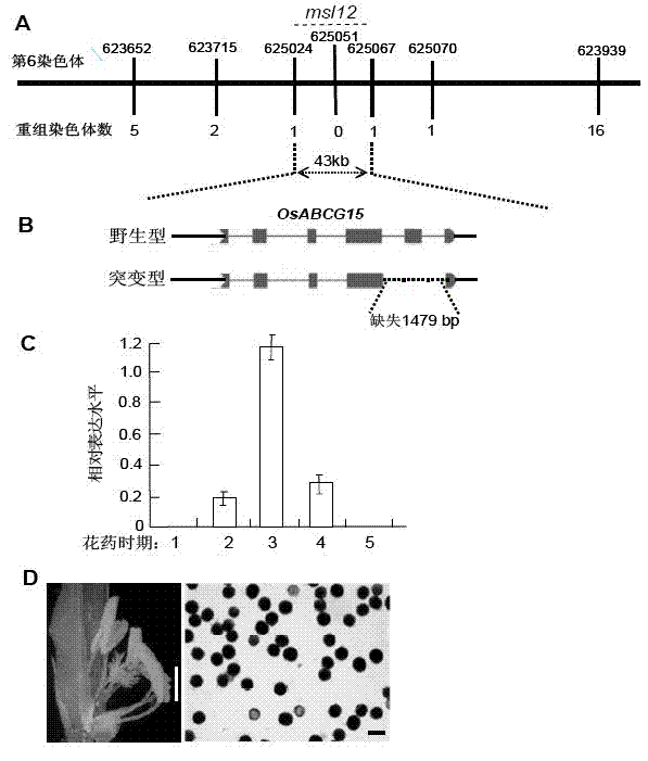 Building method and breeding method for rice male-fertile controllable line