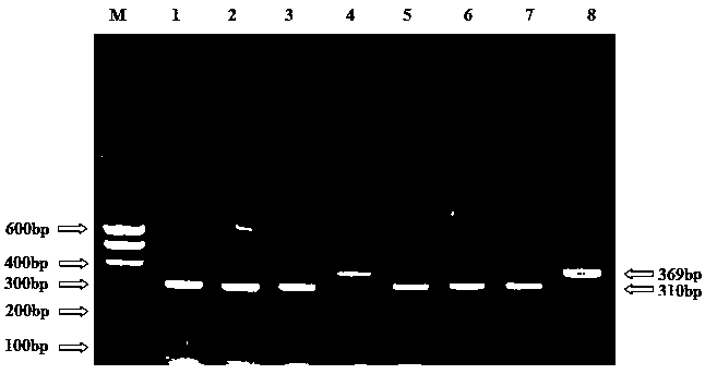 Coronary heart disease related gene i.e. cyp17a1 gene and reagent, preparation or kit for in vitro detection and application thereof