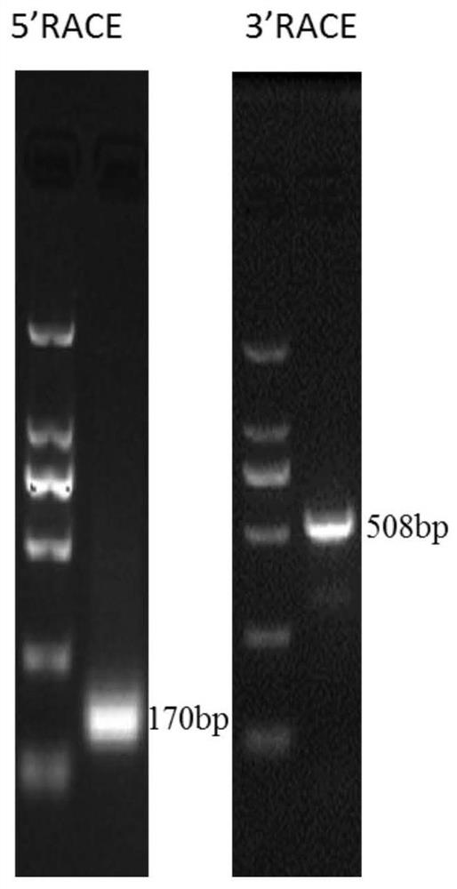 IncRNA transcribed in upstream 34kb region of MYB gene, expression vector and application thereof