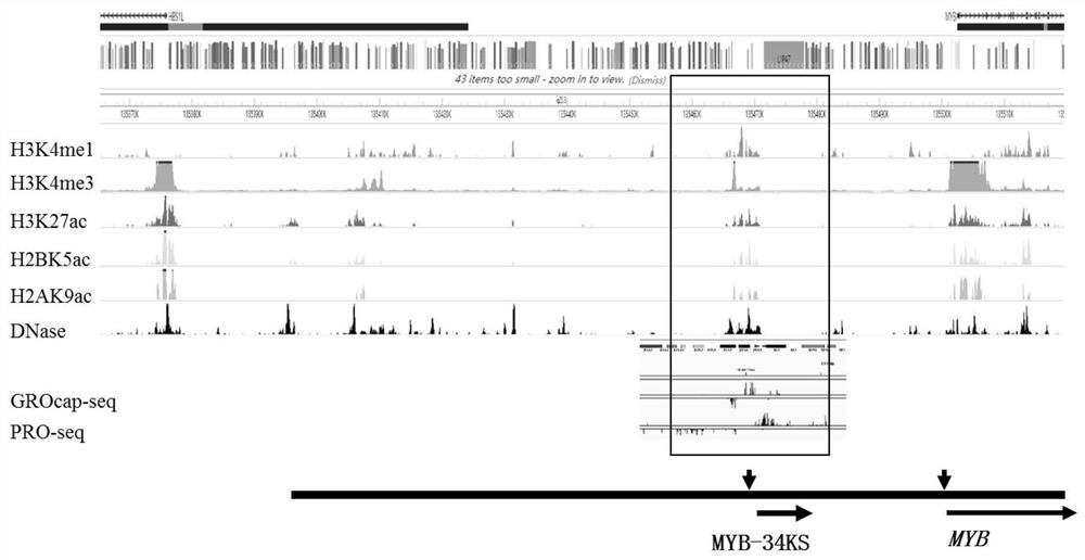 IncRNA transcribed in upstream 34kb region of MYB gene, expression vector and application thereof