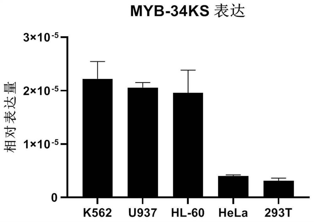 IncRNA transcribed in upstream 34kb region of MYB gene, expression vector and application thereof