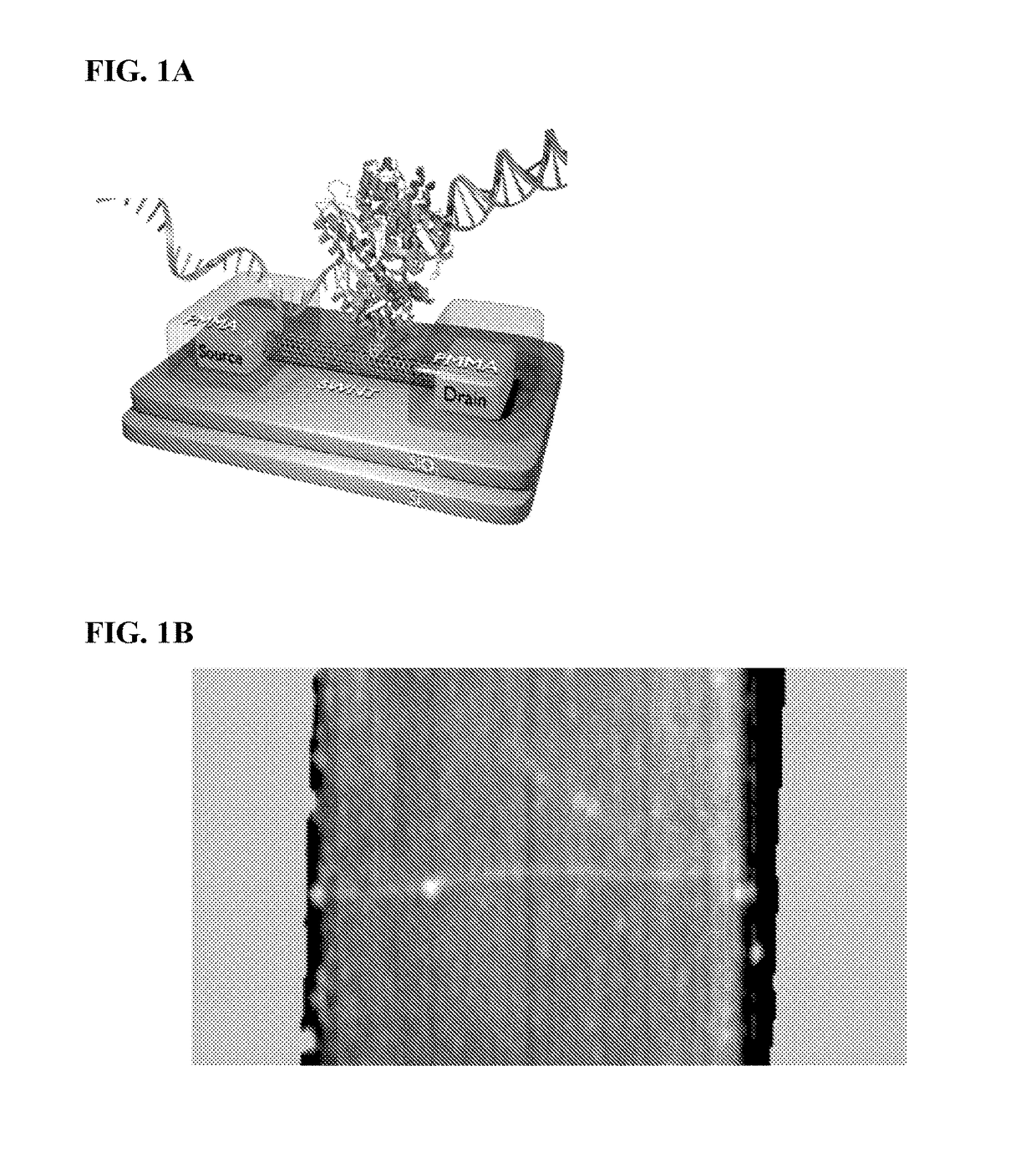 Detection of nucleic acid polymerase conformational changes using a nanotube