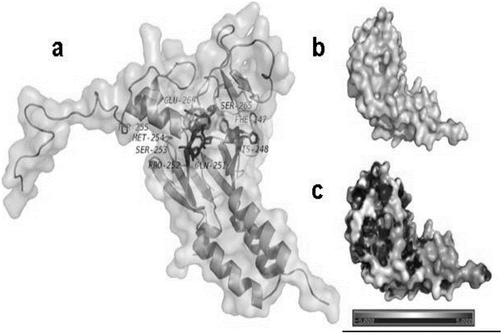 Compound for targeted ubiquitinated degradation of Smad3