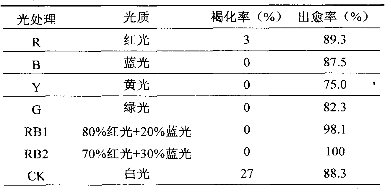 Culture method of ellcalyplus grandis Hill ex Maid tissue culture seedling