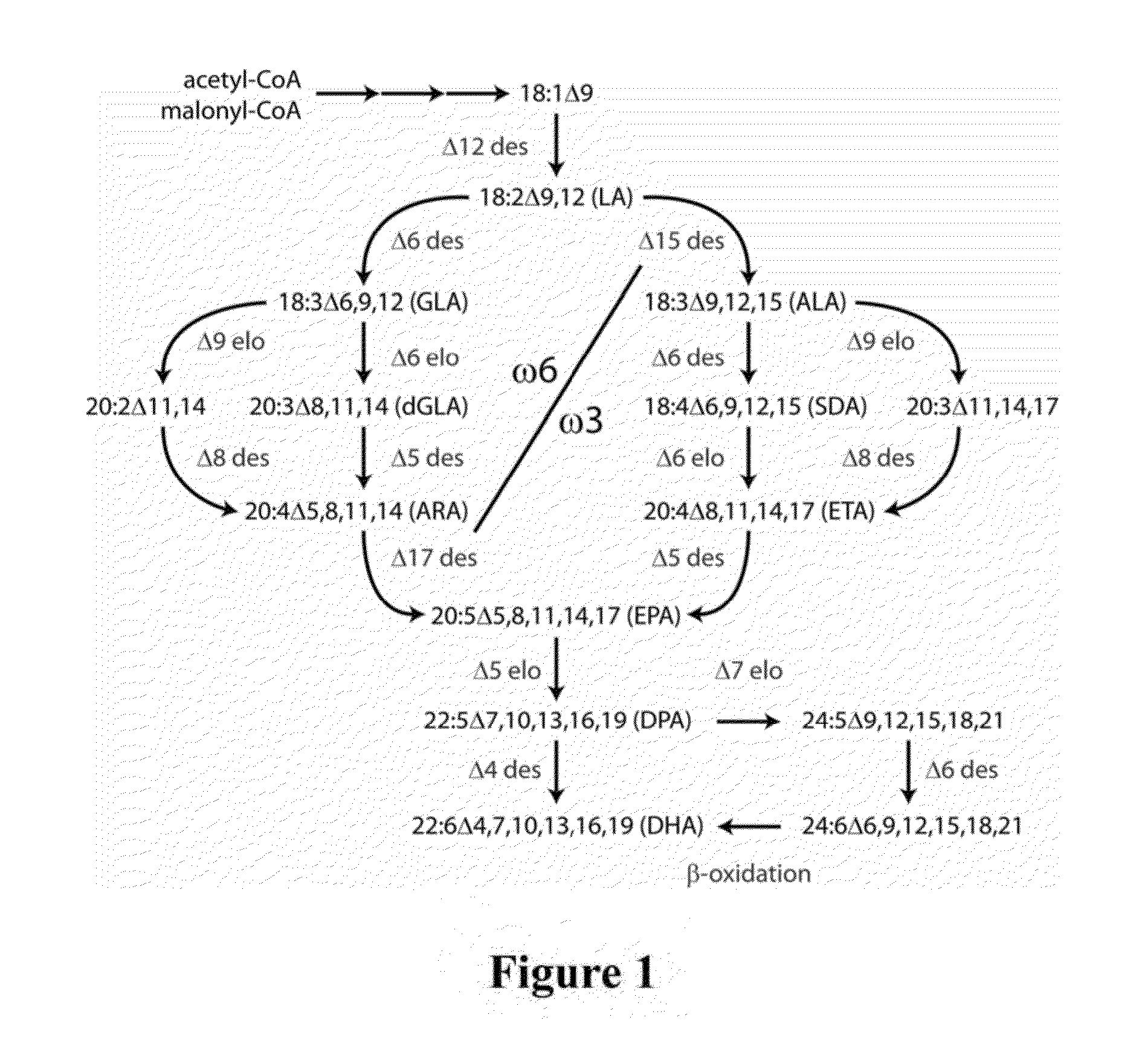 Lipid compositions comprising triacylglycerol with long-chain polyunsaturated fatty acids at the sn-2 position