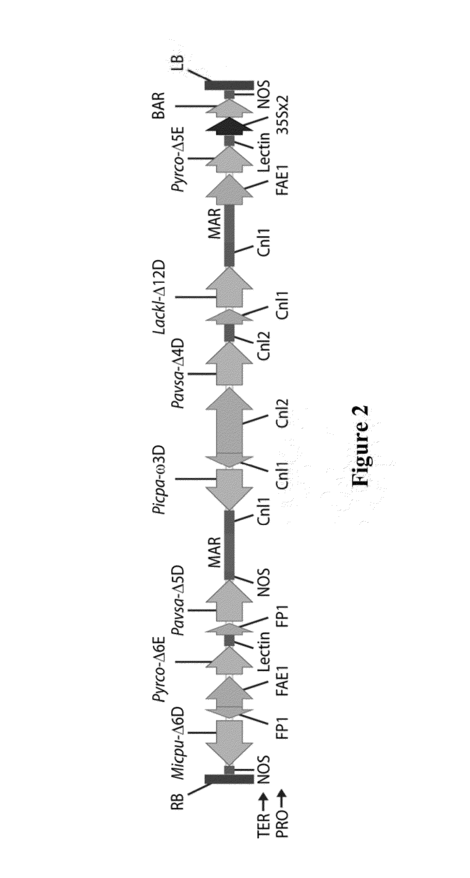 Lipid compositions comprising triacylglycerol with long-chain polyunsaturated fatty acids at the sn-2 position