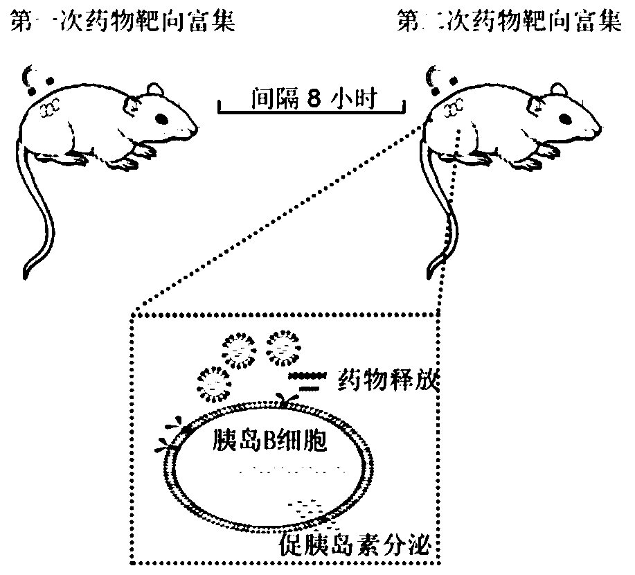 Superparamagnetic nano-iron modified exosome drug-loading nano-system, preparation method and blood glucose response method thereof