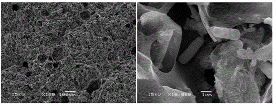 Bacteria immobilization particles for water purification and preparation method of bacteria immobilization particles