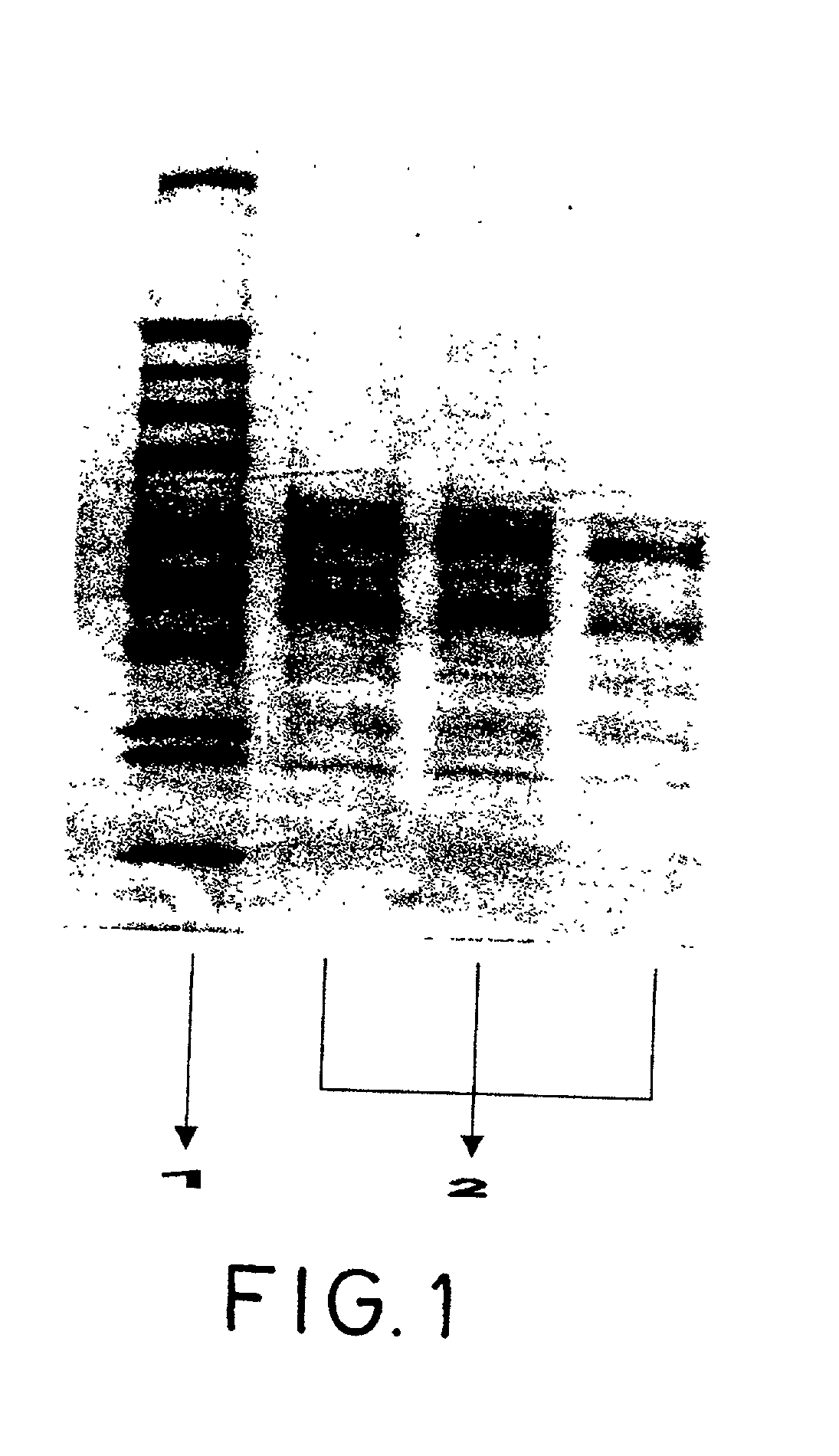 Proteinic product, process for its preparation, compositions containing it and use in medicaments