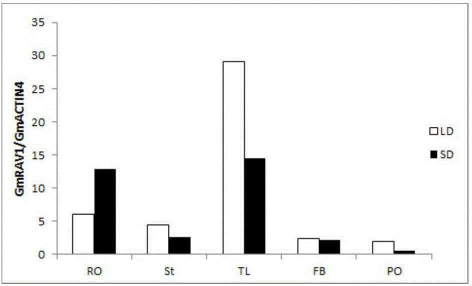 Application of gene GmRAV1 related to photoperiod adjusting and controlling of soybean