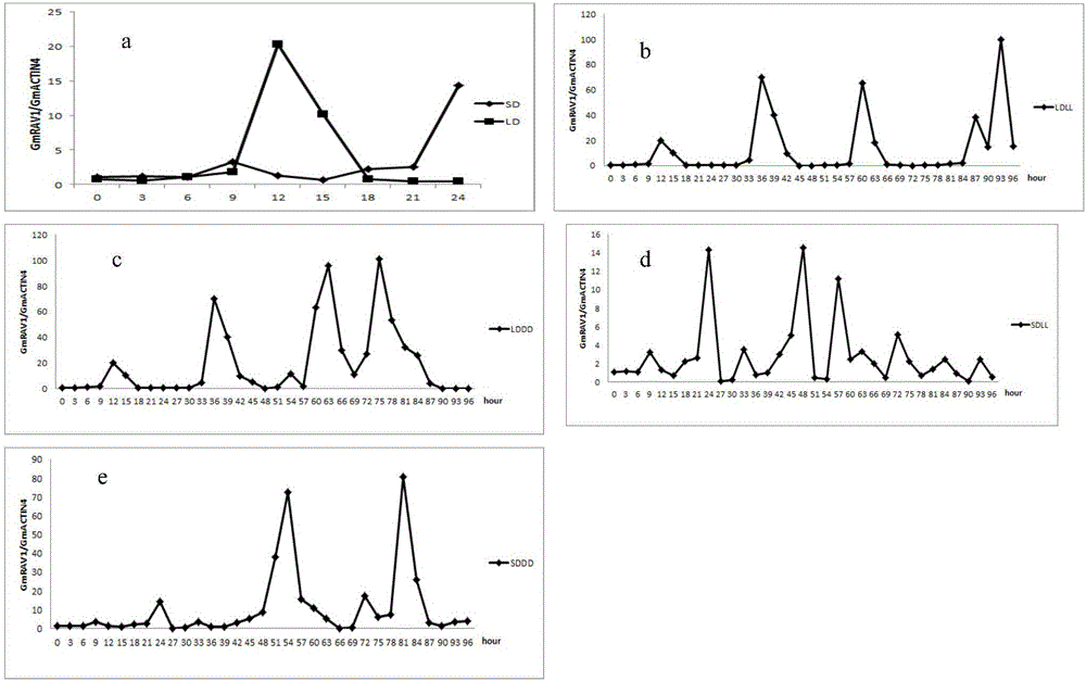 Application of gene GmRAV1 related to photoperiod adjusting and controlling of soybean