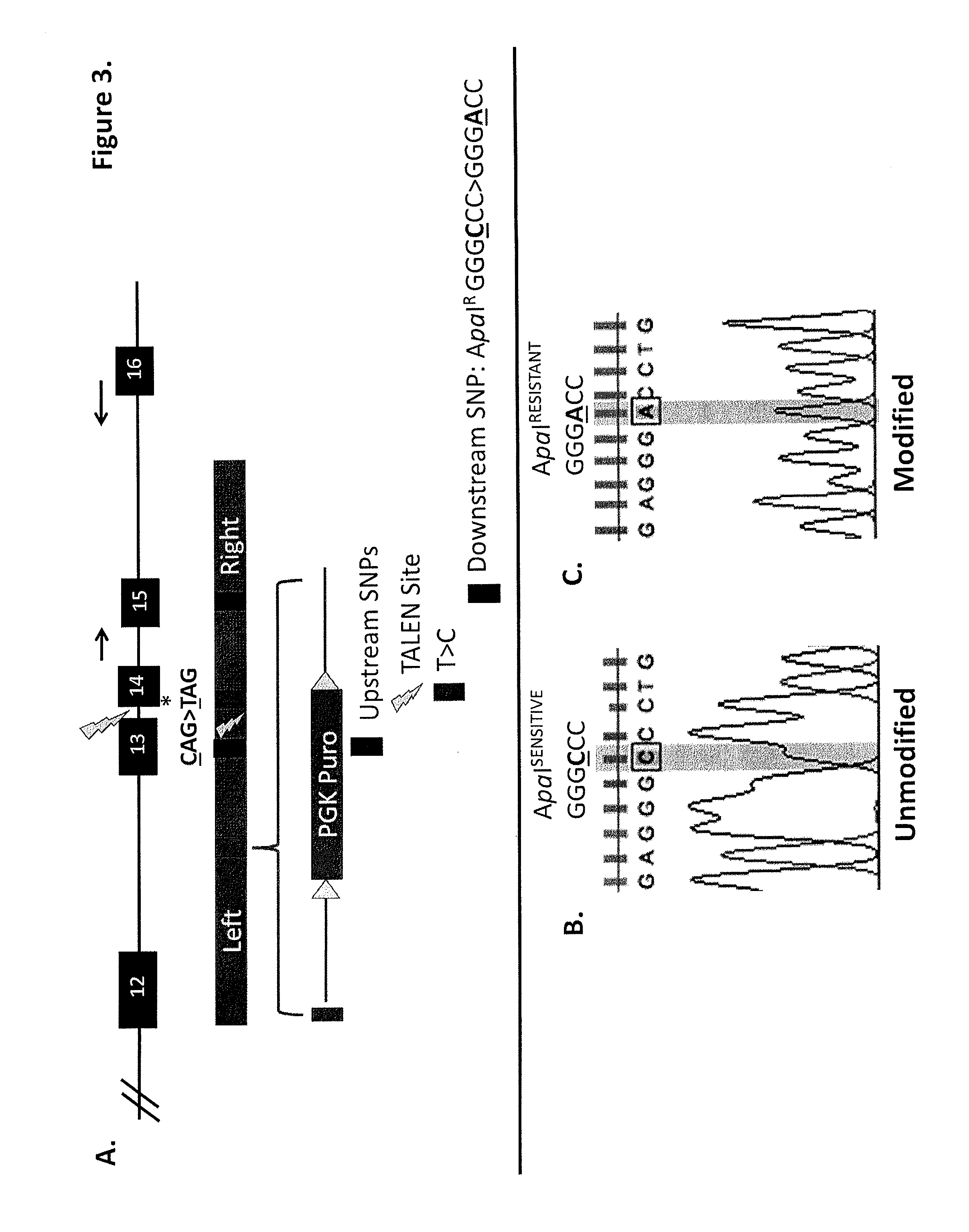 Talen-based gene correction