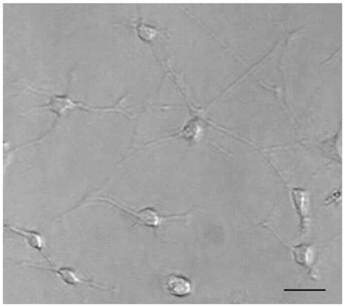 New method for inducing epilepsy models through drugs