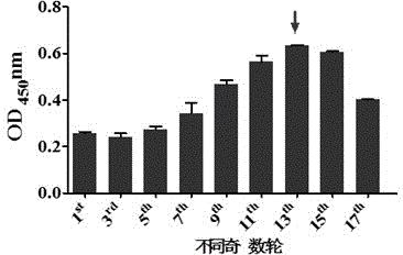 One group of nucleic acid aptamers capable of specifically identifying Beijing genotypes tuberculosis bacterial strain antigen and application of nucleic acid aptamers