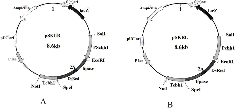 Method for high-throughput screening recombinant trichoderma reesei for efficiently expressing foreign protein