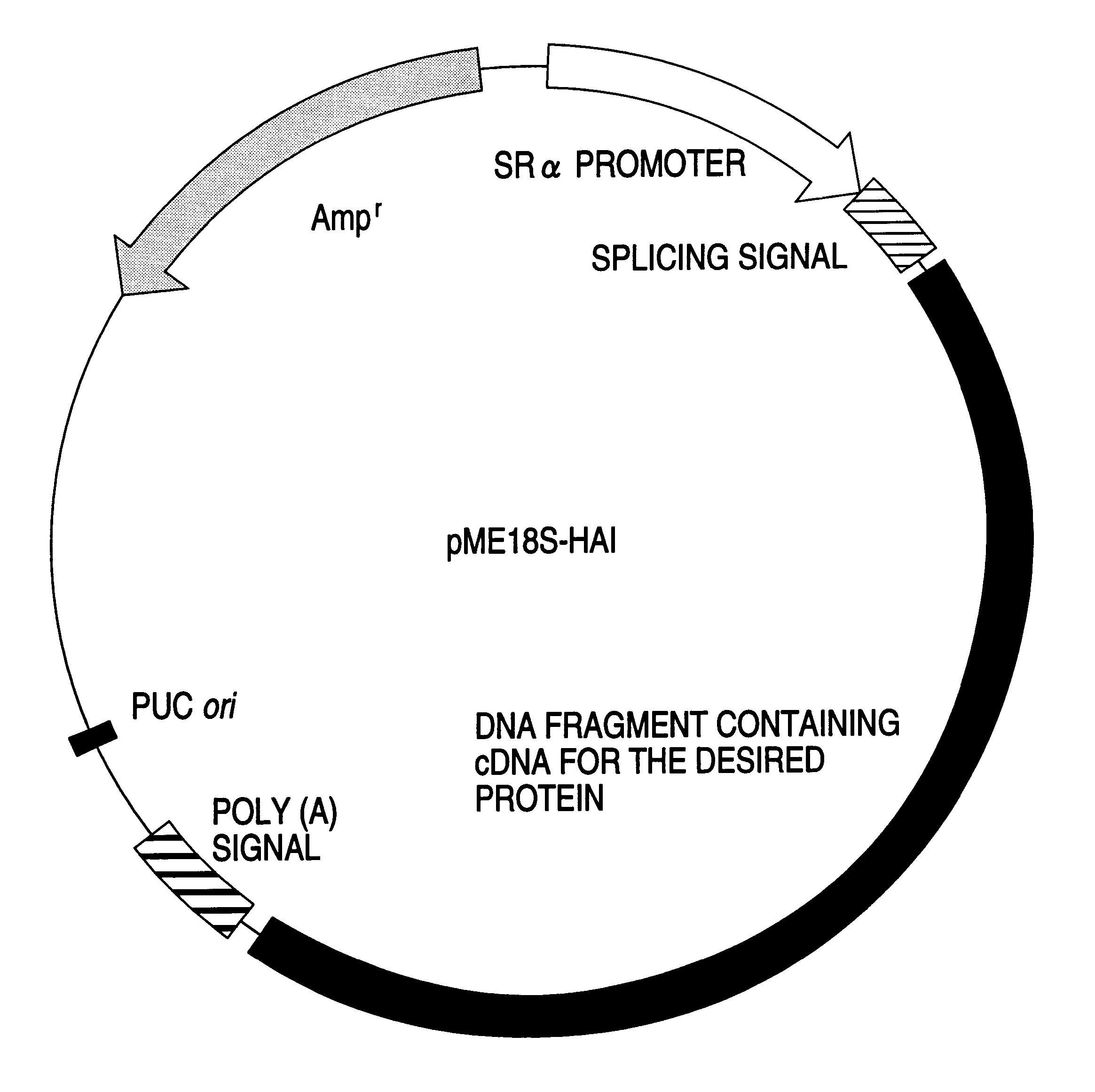 Protein, DNA coding for same and method of producing the protein