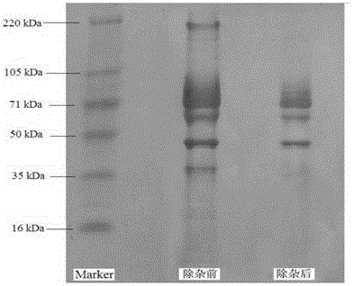 A kind of preparation method of thrombin