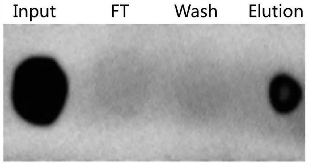 Immune peptide identification method, terminal device and readable storage medium