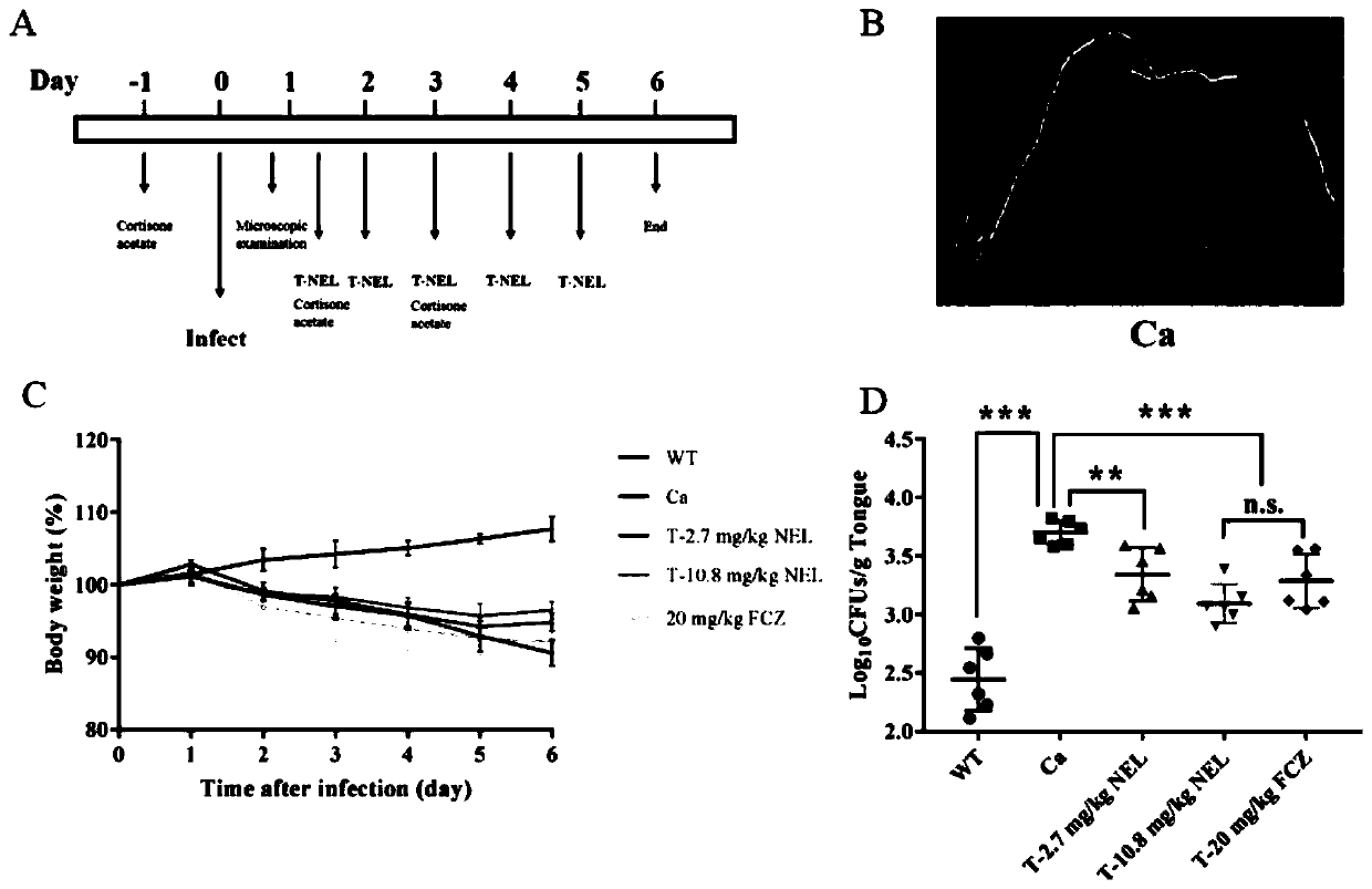 Application of nerol in preparation of drug for preventing and treating oropharyngeal candidiasis