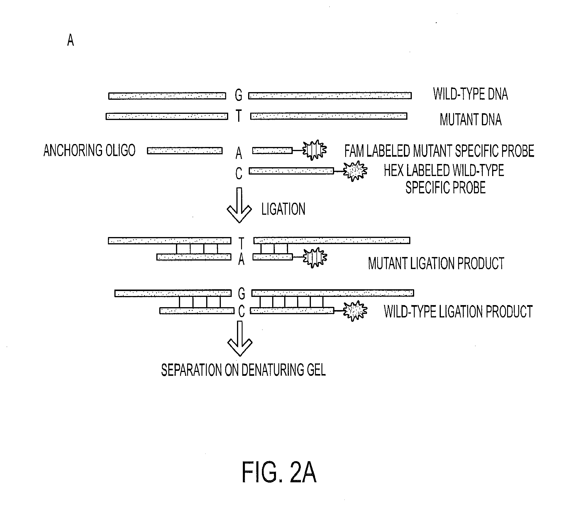 Mutations in pancreatic neoplasms