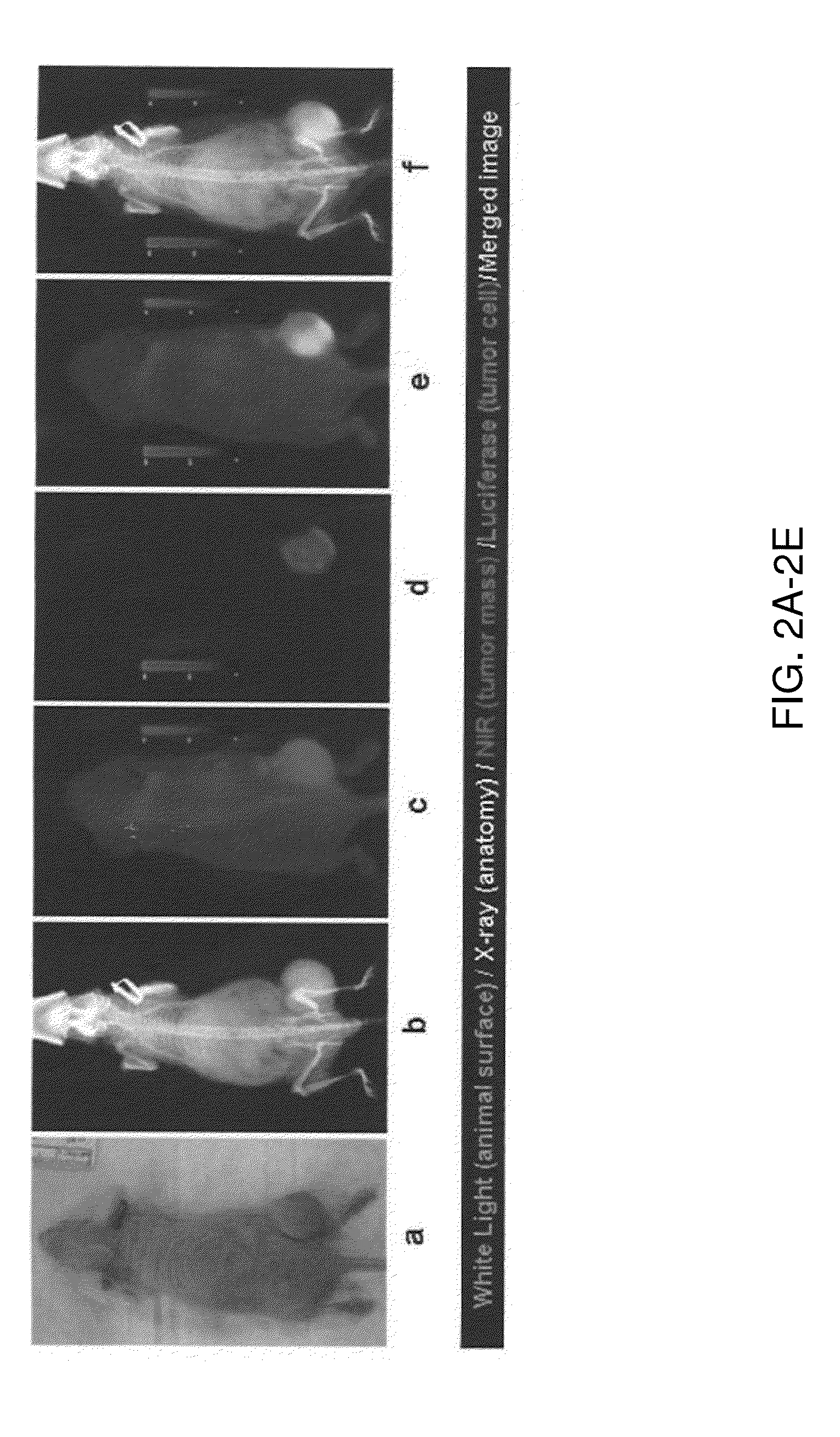 Non-radioactive agents for neuroblastoma imaging