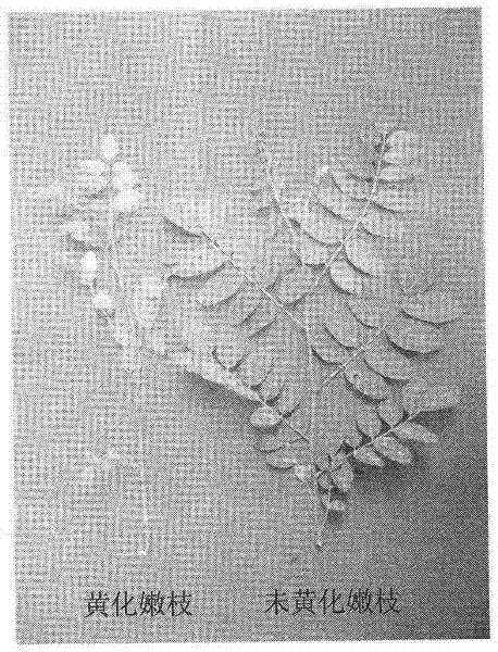 Tetraploid locust cuttage breeding method