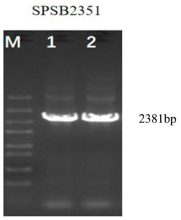 Identification and application of sugarcane SPSB gene isotype 2