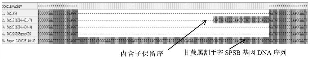 Identification and application of sugarcane SPSB gene isotype 2