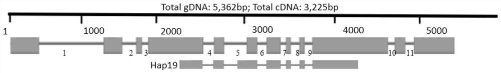 Identification and application of sugarcane SPSB gene isotype 2