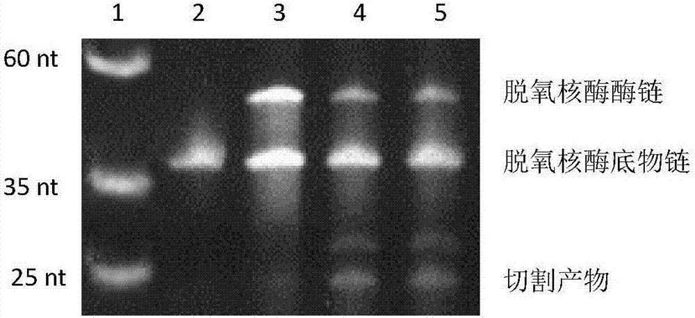 Chromium-based functional nucleic acid sensor and application thereof