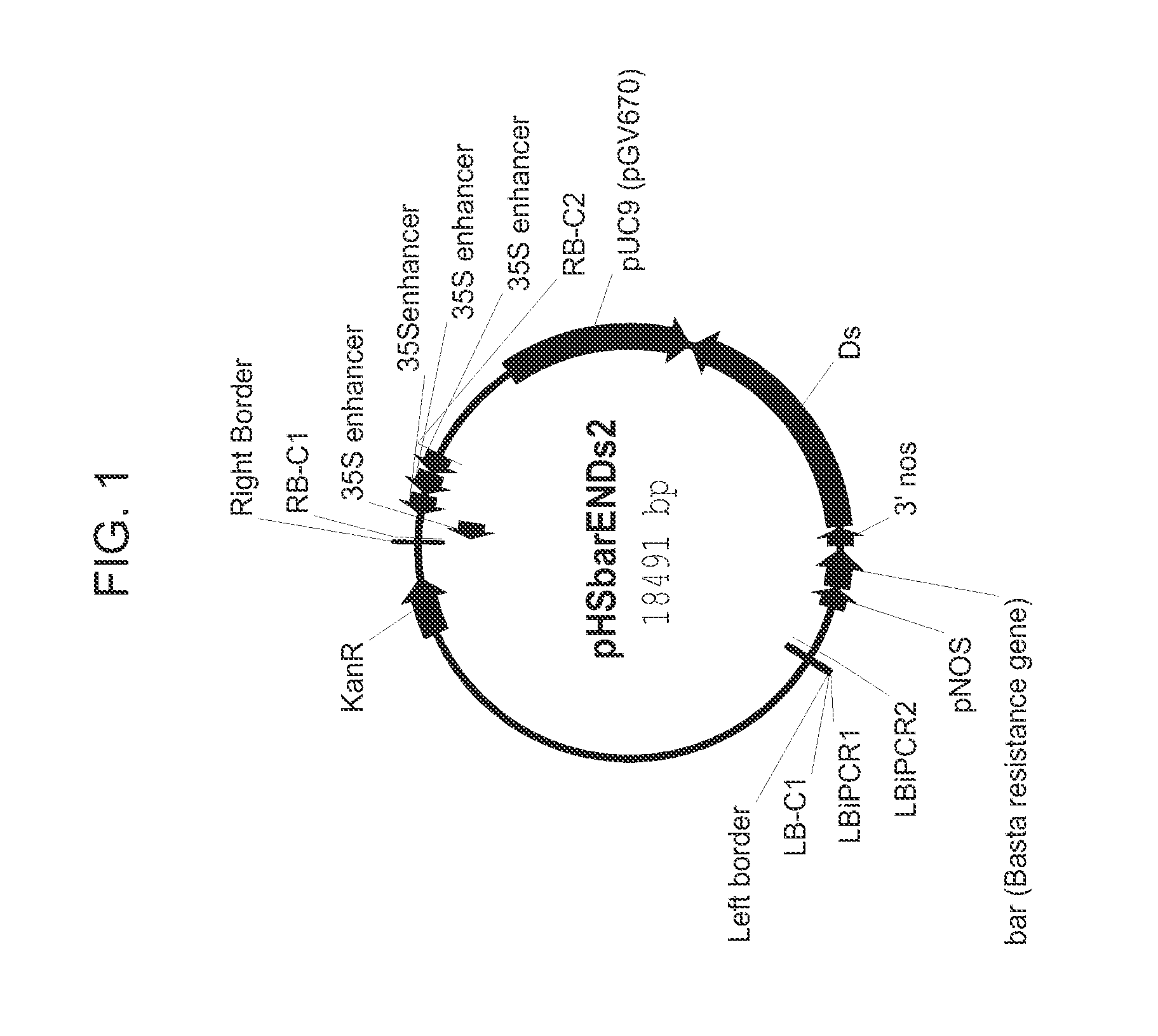 Drought tolerant plants and related constructs and methods involving genes encoding self-incompatibility protein related polypeptides