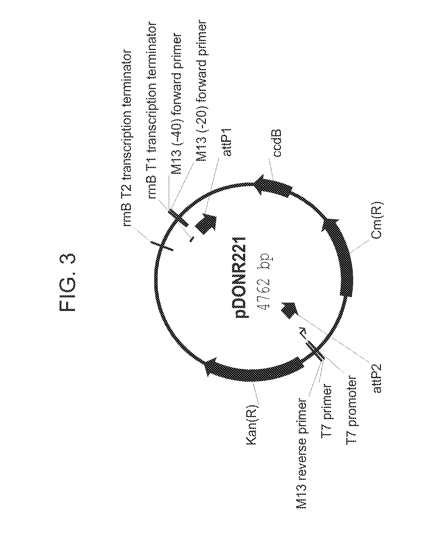 Drought tolerant plants and related constructs and methods involving genes encoding self-incompatibility protein related polypeptides