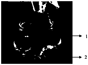 Simple preservation method for magnaporthe oryzae strain