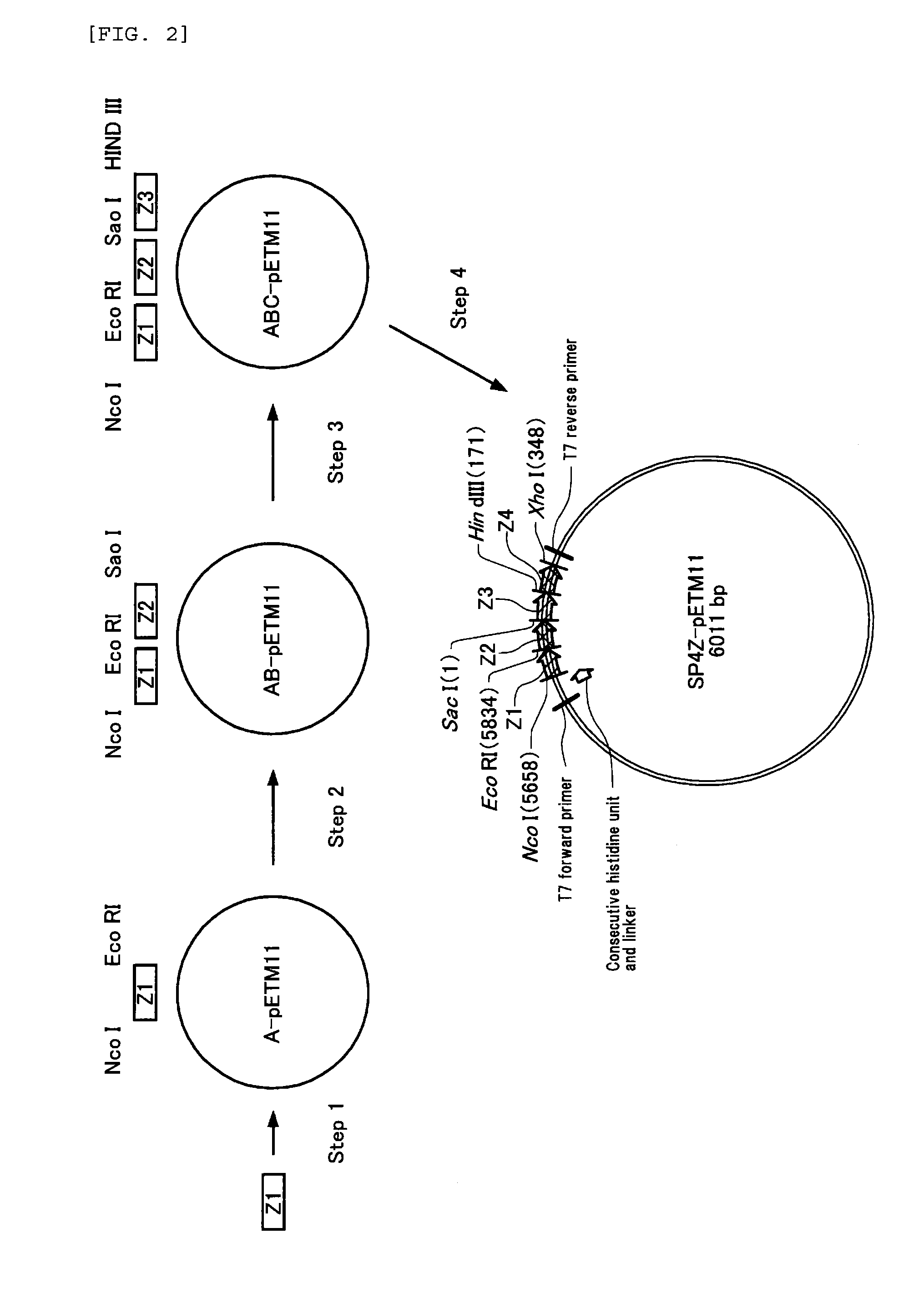 Filler for affinity chromatography