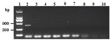 Chicken Flavivirus and inactivated vaccine thereof