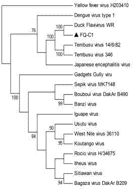 Chicken Flavivirus and inactivated vaccine thereof